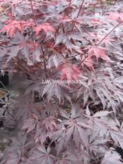 Acer palmatum 'Black Lace'
