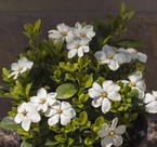 Gardenia