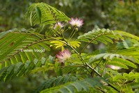 Albizia julibrissin 'Rosea'