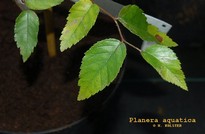 Planera