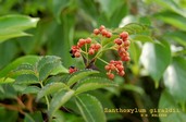 Zanthoxylum giraldii