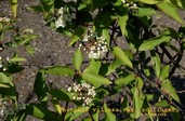 Photinia villosa zollingeri