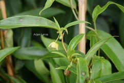 Schisandra propinqua chinensis