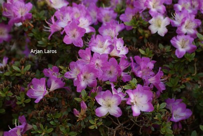 Rhododendron 'Mangetsu' (Azalea)