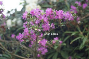 Rhododendron kiusianum 'Shio Pink'
