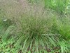 Sporobolus