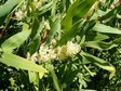 Hakea