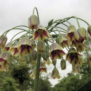 Nectaroscordum