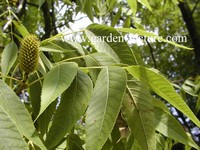 Platycarya