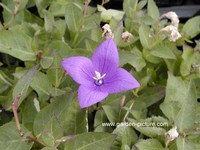 Platycodon