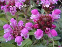 Prunella
