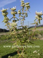 Pycnanthemum
