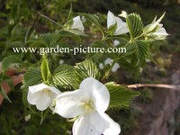 Rhodotypos