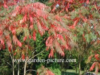 Rhus