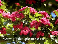 Crataegus
