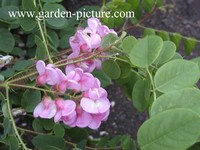 Robinia hispida