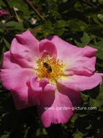 Rosa 'Marguerite Hilling' (Syn.'Pink Nevada')