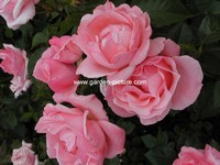 Rosa