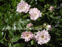 Rosa 'The Fairy'