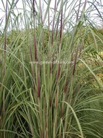 Saccharum