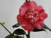 Camellia japonica 'Fire 'n Ice'