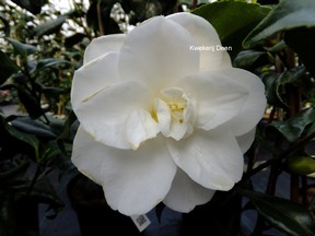 Camellia japonica 'Hime-shirayuki'