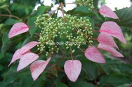 Schizophragma
