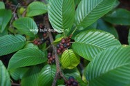 Rhamnus