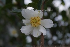 Camellia obtusifolia