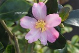 Camellia sasanqua 'Briar Rose'