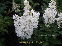 Syringa josikaea 'Holger'