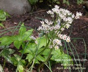 Aceriphyllum
