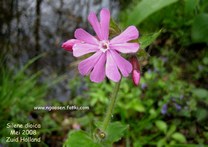Silene