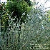 Gomphostigma