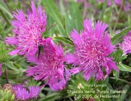 Stokesia