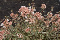 Abelia grandiflora 'Opstal103' (MAGIC DAYDREAM)