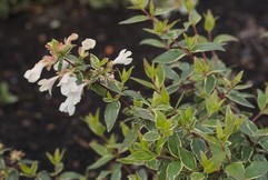 Abelia grandiflora 'Wevo1' (LUCKY LOTS)