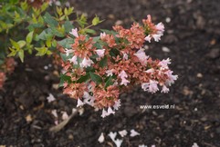 Abelia 'Raspberry Profusion'