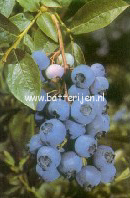 Vaccinium corymbosum 'Northland'