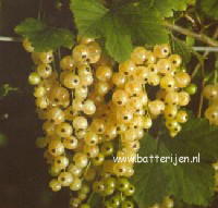 Ribes rubrum 'Witte Parel'