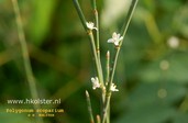 Polygonum