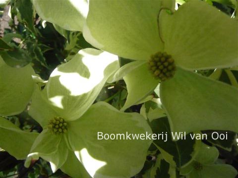 Cornus kousa 'China Dawn'