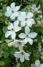 Clematis 'Zofofri' (FOREVER FRIENDS)