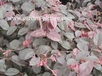 Loropetalum