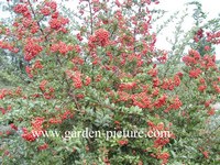 Pyracantha