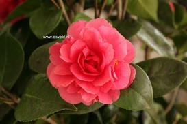 Camellia japonica 'Hippolyte Thoby'