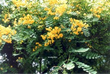 Senna