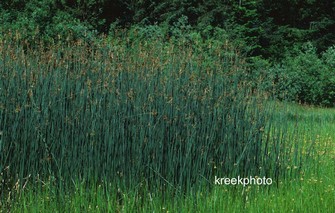 Schoenoplectus