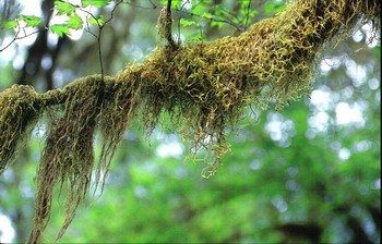 Selaginella