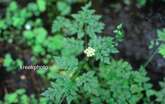 Oenanthe